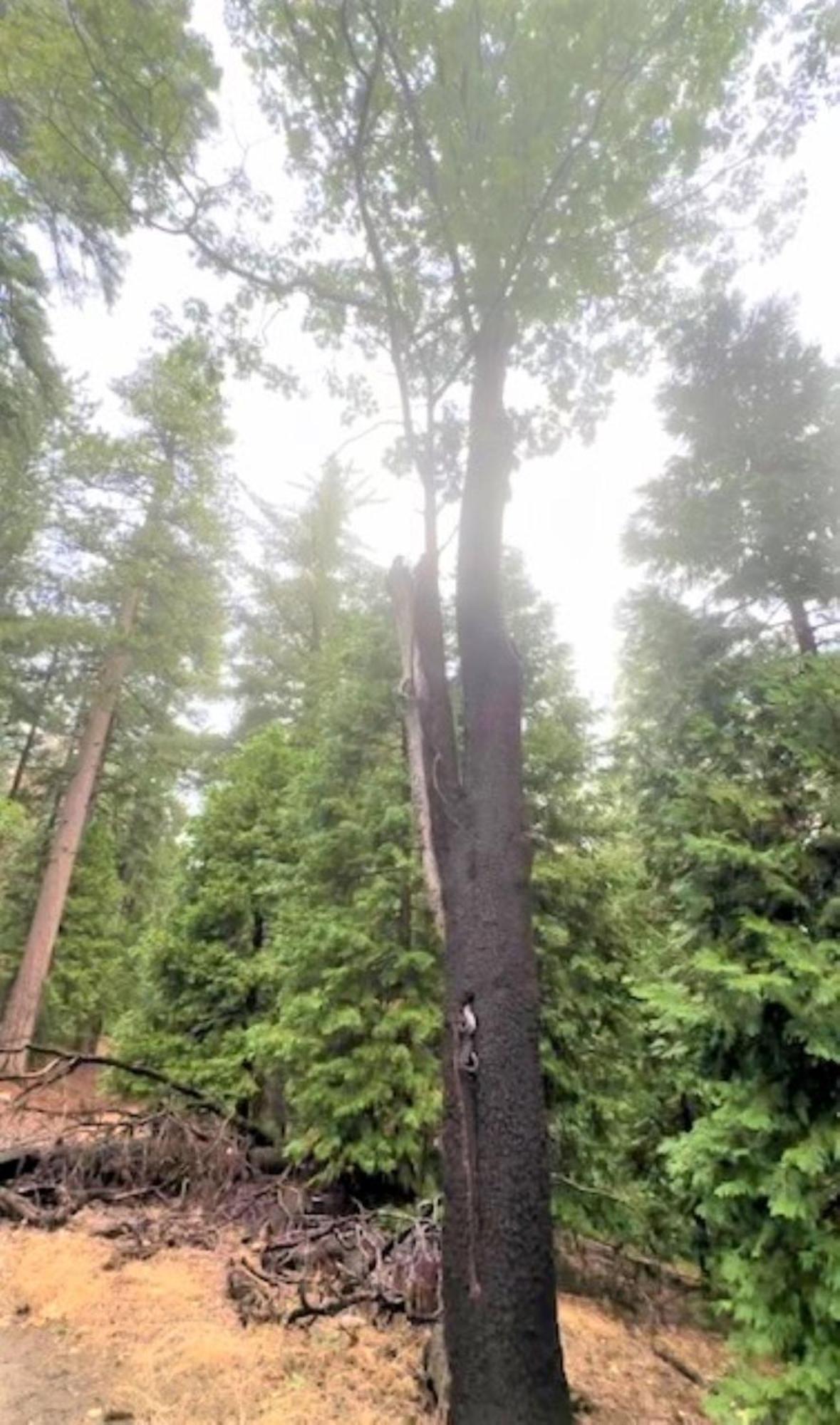 North Bay At Lake Arrowhead Blue Jay Exteriér fotografie